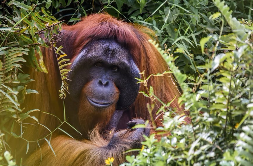 Waarom is palmolie slecht voor het milieu? 